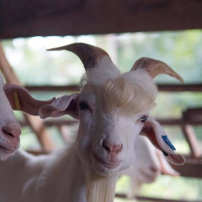 Ignis_Goat's profile picture. It me, goat