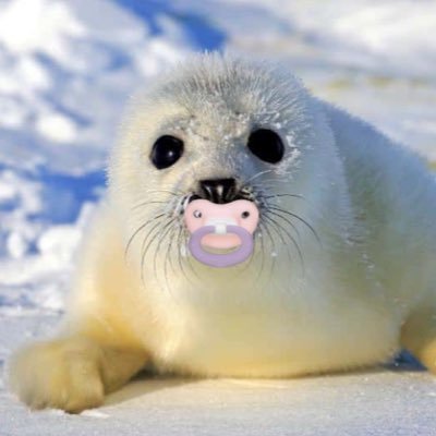 hallo,,, m hum flipby,,,,,, every silllly seal!!!! ^_^ luv snow nd swimming w my friendsss! nd ya!!