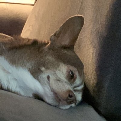 rainmakeskorn's profile picture. why you looking- laugh at ya that do. social media is a joke. so are politics. I hate other dogs breeds.