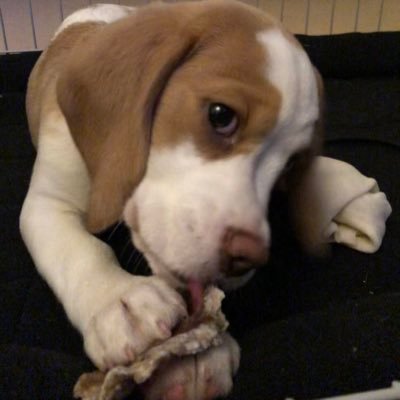 https://t.co/GmILoW2OFD 🐶 T&W Beagle Princess 💗 1 year old 🏴󠁧󠁢󠁷󠁬󠁳󠁿 Live in South Wales ⚠️ I’m super cute 🦴 Loves to chew everything!