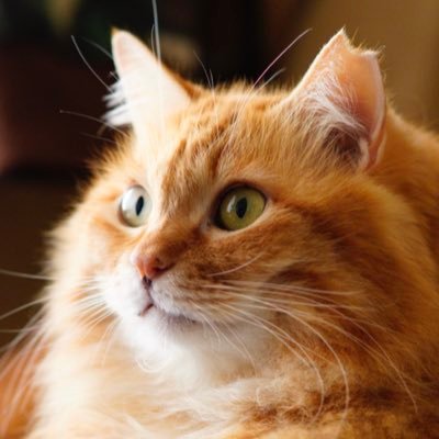 Yabecch Profile
