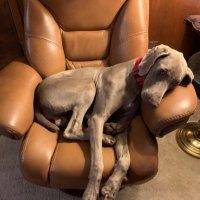 Dog Lover (@k9foster) 's Twitter Profile