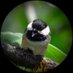 🕊️hirondelle.bsky.social🕊️ (@realhirondelle) Twitter profile photo 🕊️hirondelle.bsky.social🕊️ (@realhirondelle) Twitter profile photo