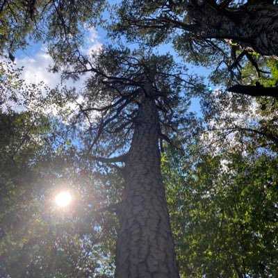 rhygin's profile picture. Turpentiner