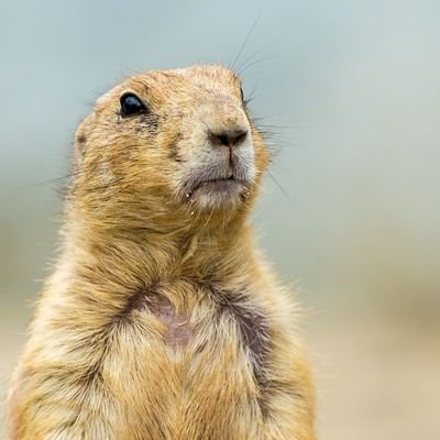 prairierdog's profile picture. Bunny Hug