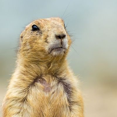 prairierdog Profile Picture