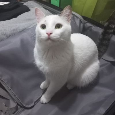 MadamMarieCurie's profile picture. Don't worry be happy..
Anne, 
Kedi anası, 
Öğretmen, 
Biliminsanı,
Kimyacı, 
Kitapsever,
Ailurophile, 
BeşiktAŞK.