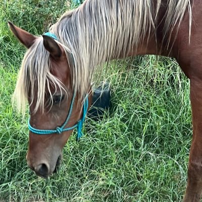 END HORSE SLAUGHTER! 🐴 stop the BLM roundups end welfare ranchers using our public lands