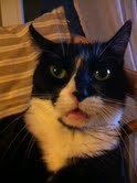 Je crois que je suis un chat mais comme j'en ai jamais vu d'autre je ne sais pas trop .