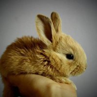 coelhinha da palestina (@alipanicat) 's Twitter Profile Photo