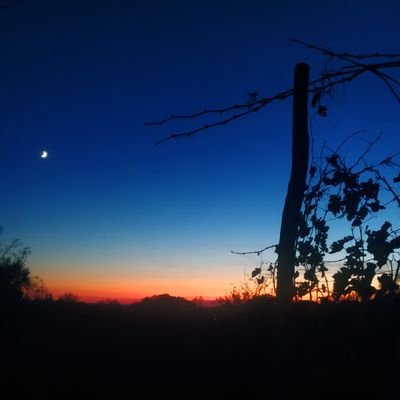 lorenzogad's profile picture. 