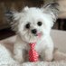 cute little puppy (@rstidham466) Twitter profile photo