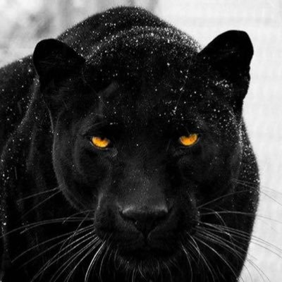 omieternity's profile picture. Patience is Power.