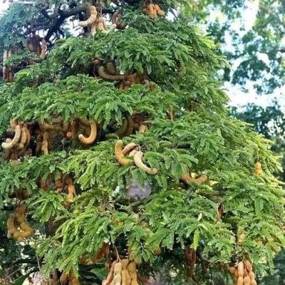 BoukaLah4's profile picture. Bamako