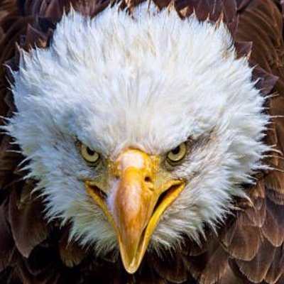 LoveIt__OrLeave's profile picture. Christian Father, Patriotic Texan