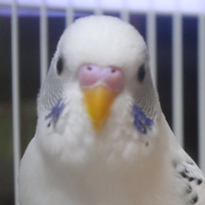 pipichan_0606's profile picture. 2021.6.6 🐣 無言フォロー失礼致します。