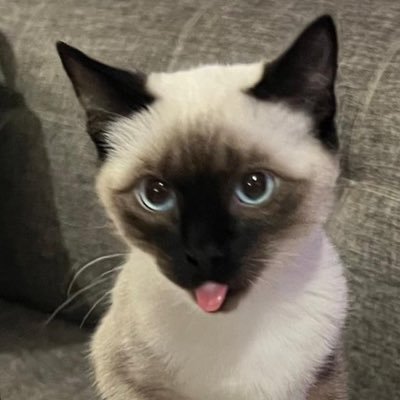 531Bzzz's profile picture. 