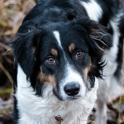 Curious thinker, don’t fit in an ideological box, outside observer of left/right and other polarities. Parent of many kids, cats, bunnies, and a Border Collie.