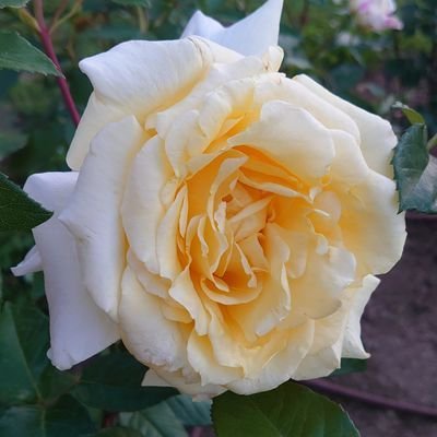 いろんなことして稼ぎます。
頑張ります。とりあえず頑張ります。
詐欺師はお断り。極悪詐欺師を撲滅したい。詐欺師は地獄に行く🔥。