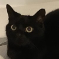 Skyshadow (@bby_blackwolf) 's Twitter Profile