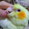 yRHbQQnJCBoMALa's profile picture. 大切な家族であるオカメインコ（1歳）を令和4年12月2日に迷子に。
時間経過や情報の大きさ関わらずどうかご連絡下さい。安全な所にいると信じて探しています。
びわを気にかけて下さる全ての方に、感謝申し上げます。
令和5年1月18日灰色オカメインコ保護、飼い主さん捜索中。
8月17日青色セキセイインコ保護、R6.10.4亡