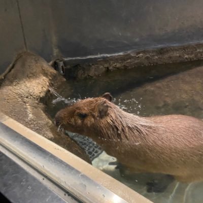 mika29776601's profile picture. スキルアップを目指したい女のやる気アップの為のアカウント。英語は毎朝アプリで勉強中。 とりあえずアイコン変えました。