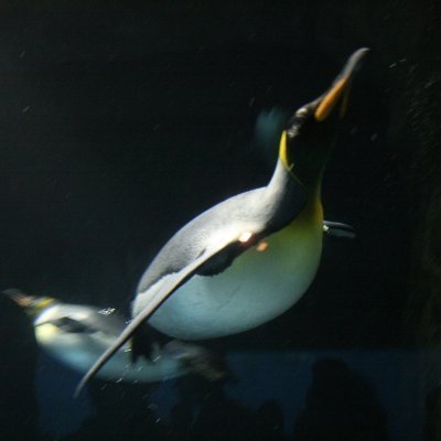 jumppenguin Profile Picture