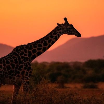 SafariInfo_Tz Profile Picture