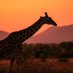 Safari Info (@safariinfo_tz) Twitter profile photo Safari Info (@safariinfo_tz) Twitter profile photo