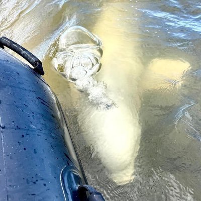 RogerMManley's profile picture. National Semiconductor, Sun Microsystems, Cisco Systems.  Love all types of succulents especially aloe trees!  Member of Monterey Peninsula Sunrise Rotary.