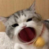小牧同学 (@xiaomutongxue6) 's Twitter Profile