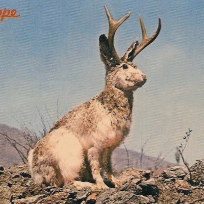 thejackelope's profile picture. 