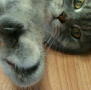 yijaiuk's profile picture. 