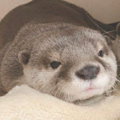 LordOtters's profile picture. 