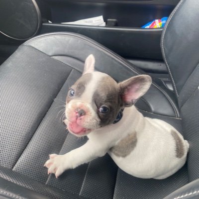 French bulldog, English bulldog, and sharpei breeder