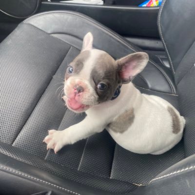 French bulldog, English bulldog, and sharpei breeder