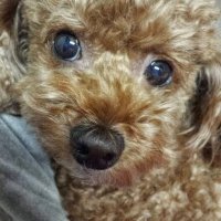 ココ (@coco1ddmlove) 's Twitter Profile