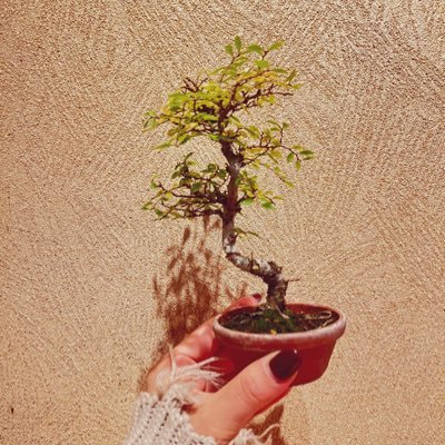 盆栽はじめました☺︎ DARE BONSAIの盆栽を紹介しています！