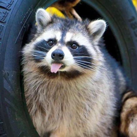 We Are A Community Of Raccoons Lovers💕
👉| The Famous One
🙏 | Plz Help Us Reach 1k Followers
🇺🇲 | Stay Tuned