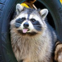 RACCOON(@raccoon0lover) 's Twitter Profileg