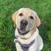 Arkady (@labradorarkady) Twitter profile photo Arkady (@labradorarkady) Twitter profile photo