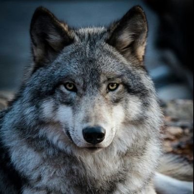 vladim220's profile picture. Vladimir