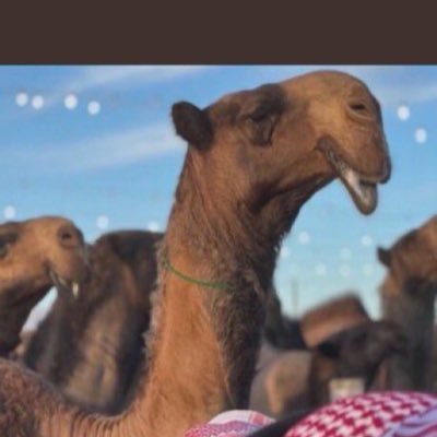 NaserA11051093's profile picture. 