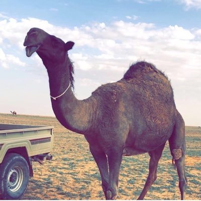 df_eft's profile picture. تسليه فقط