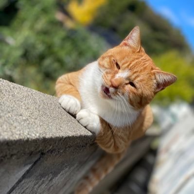 dWCwfb1k's profile picture. 佐渡島民です！
ぜひ仲良くしてください！