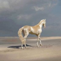 Silver horse (@silverhorse555) 's Twitter Profile Photo Silver horse (@silverhorse555) 's Twitter Profile Photo