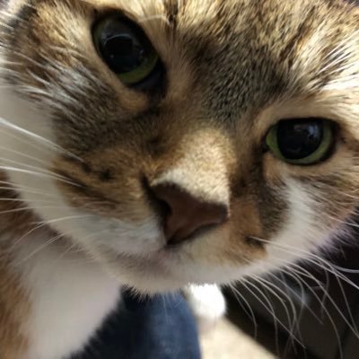 takenekobike's profile picture. R1250GS バイクとかキャンプとかネコとか　一応バイク垢