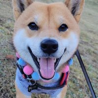 柴犬 XION (@laxkinh) 's Twitter Profile