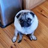 dab2486's profile picture. A Cranky dad. My bar is set at fairness, equity and sustainability. #PugLife