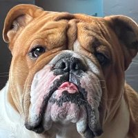Pegs TrumpyBear (@pegstrumpybear) 's Twitter Profile Photo Pegs TrumpyBear (@pegstrumpybear) 's Twitter Profile Photo